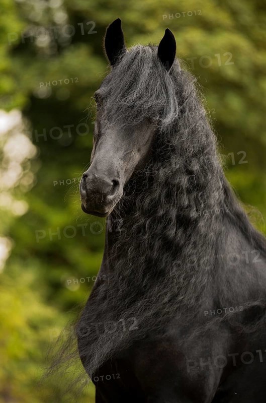 Friesian stallion