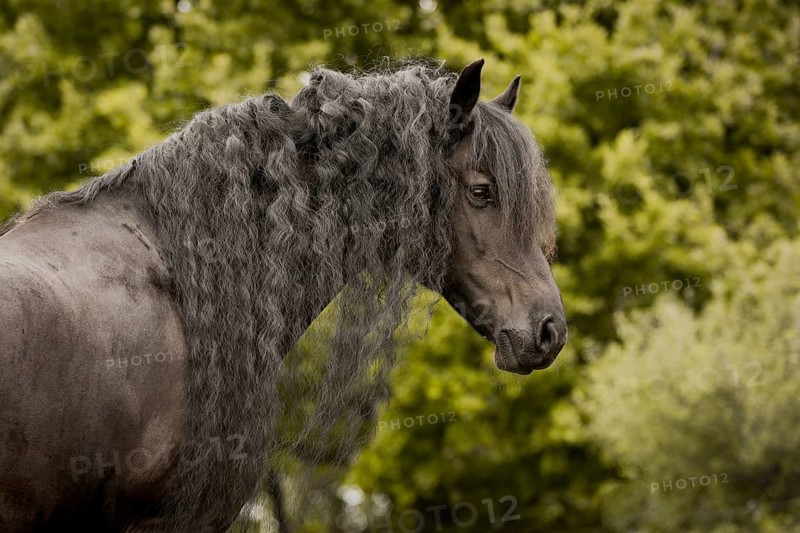 Friesian stallion