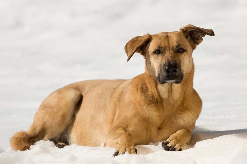 Female mongrel dog in the snow