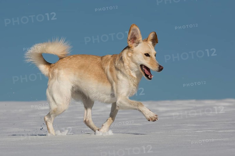 Female mongrel dog in the snow