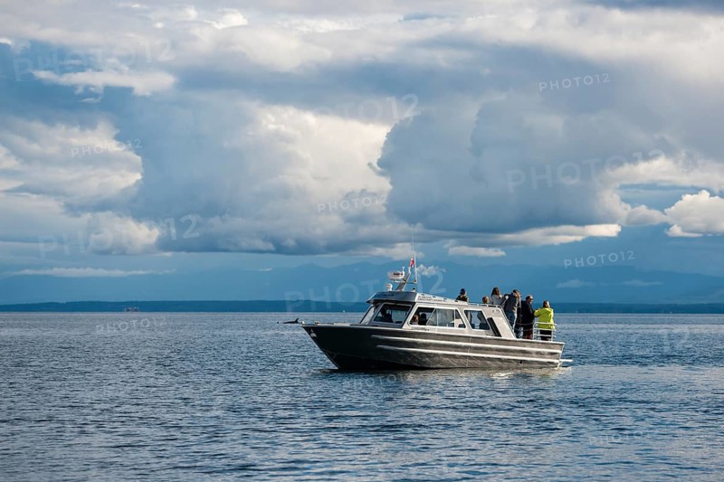 Whale watching