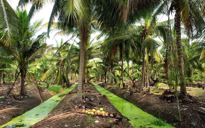 Coconut palm