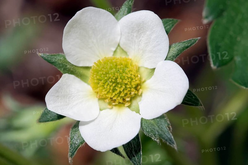 Garden-woodland strawberry hybrid
