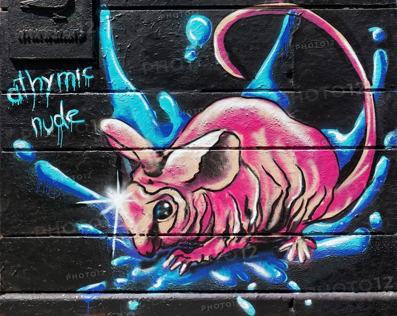 Athymic nude mouse