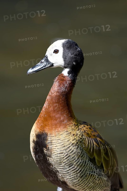 White-faced Whistling Duck