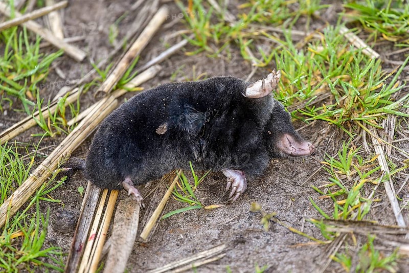 Dead European mole