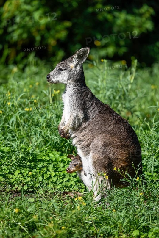 Eastern Wallaroo
