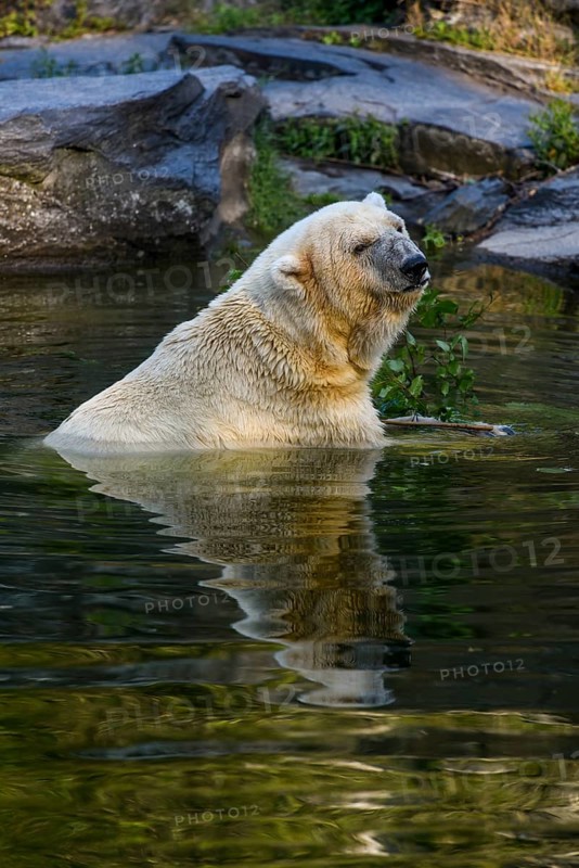 Polar Bear