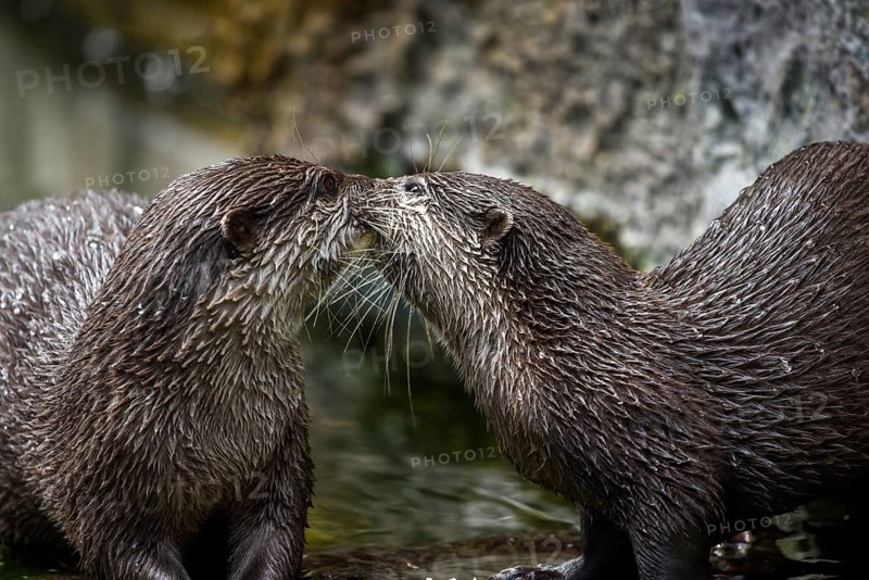 Oriental Small-clawed Otters