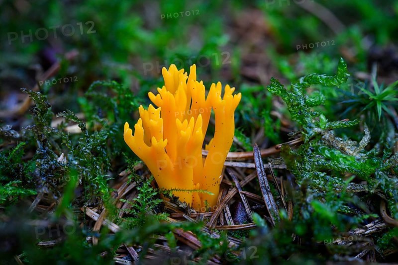 Yellow stagshorn