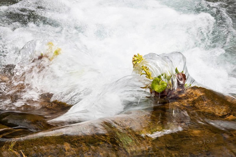 Water washing around White Butterbur