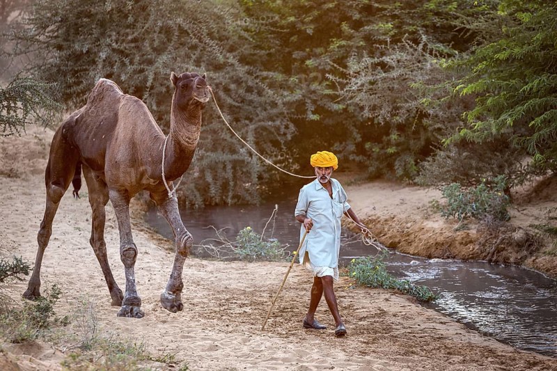Rajasthani with his camel at the Pushkar Mela camel fair