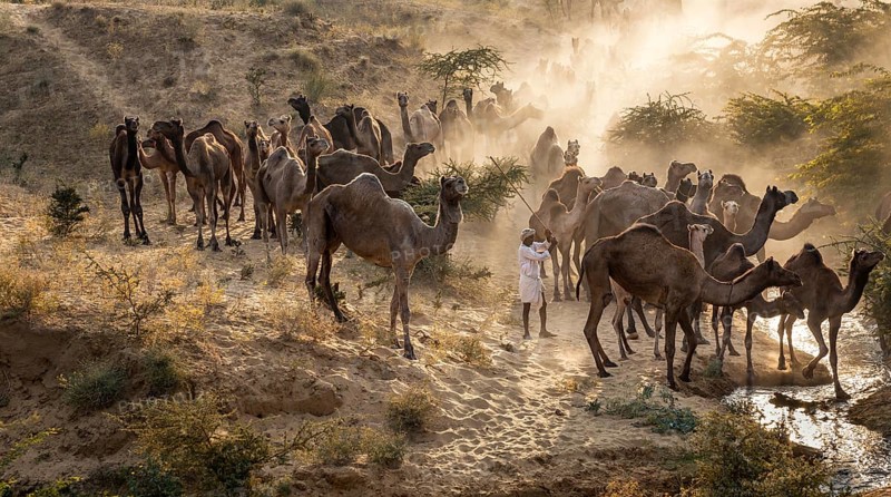 Camels on the way to Pushkar Mela