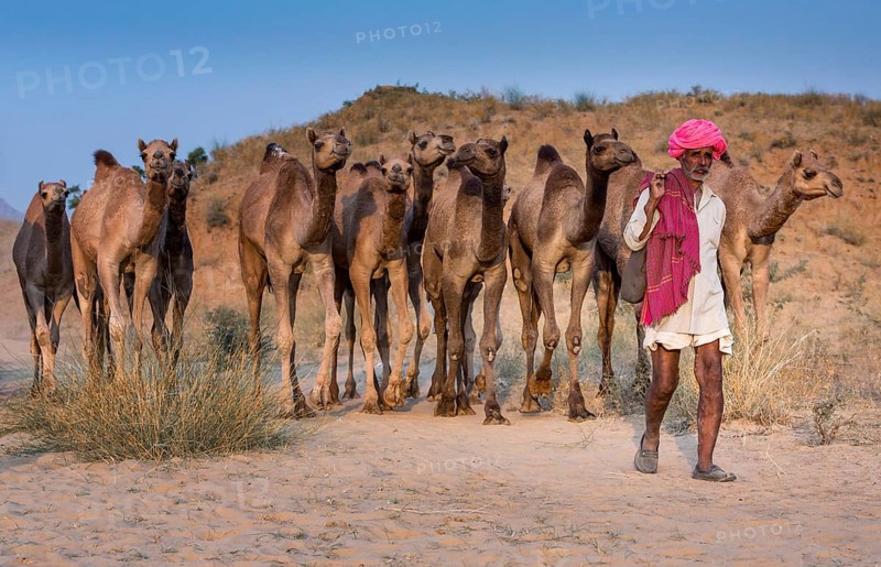 Camel driver on the way to Pushkar Mela with his camels