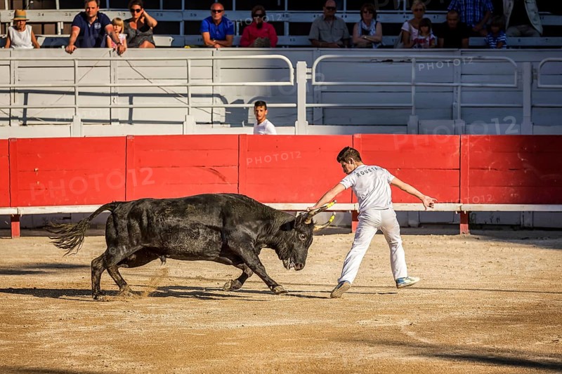 A bullfighter tries to remove the rosette