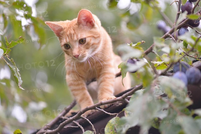 Young domestic cat