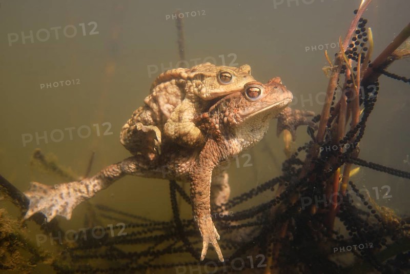 Common toads