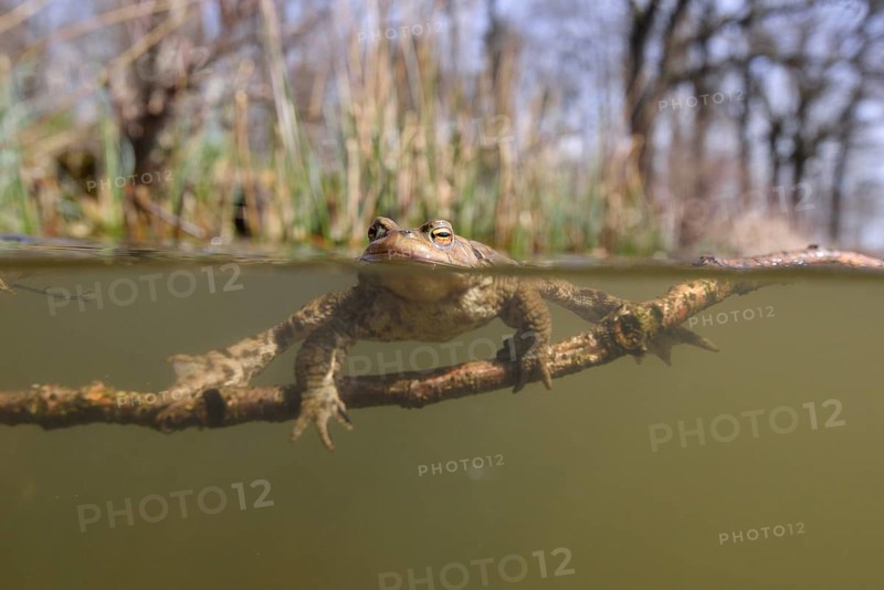Common toad