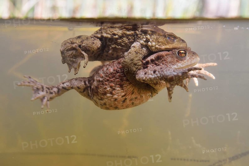 Common toads
