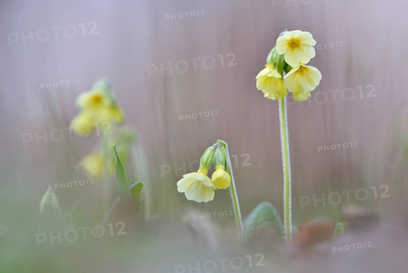 Oxlip