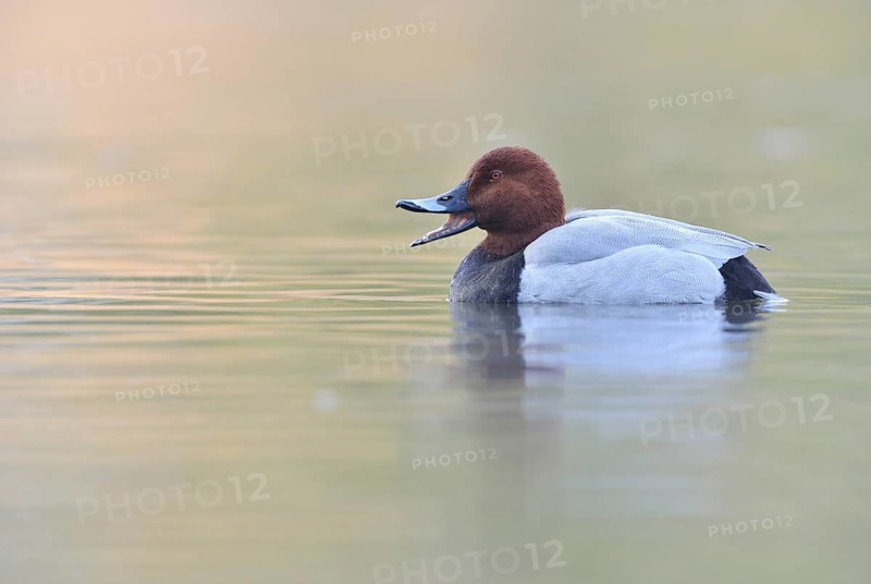 Pochard