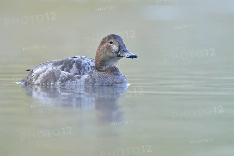 Pochard