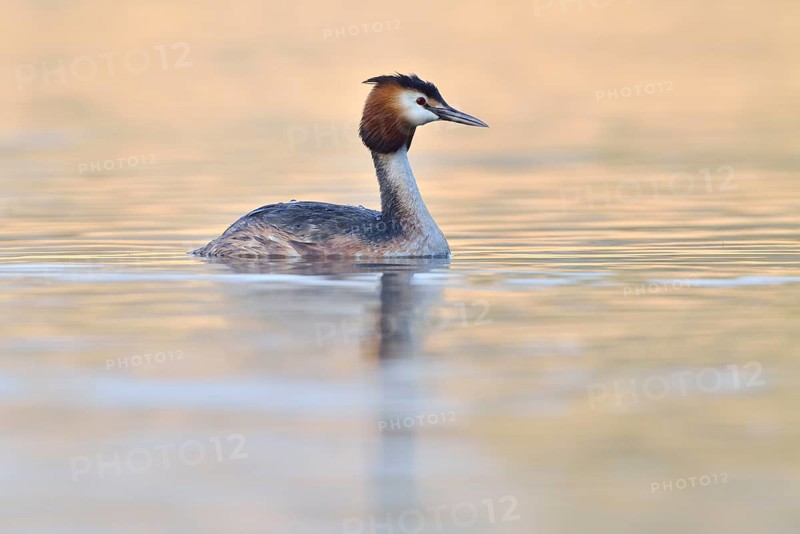 Grebes