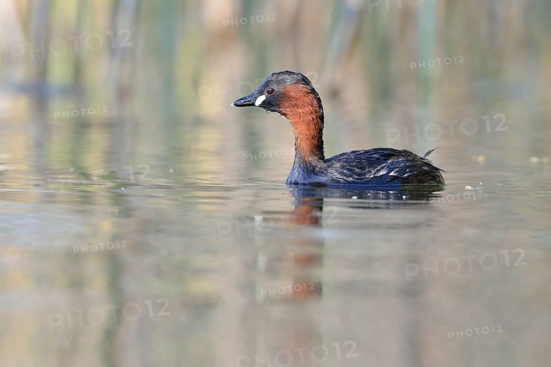 Little Grebe