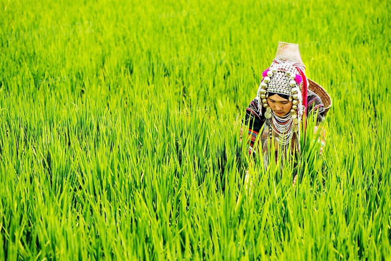 Akha woman in a rice field
