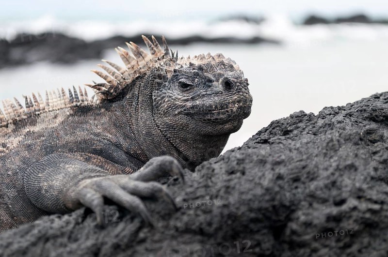 Marine Iguana