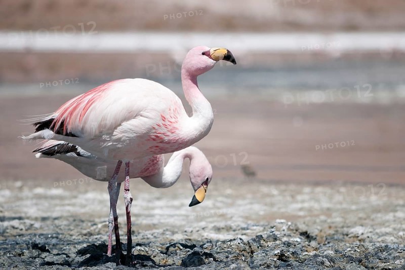 James's Flamingos