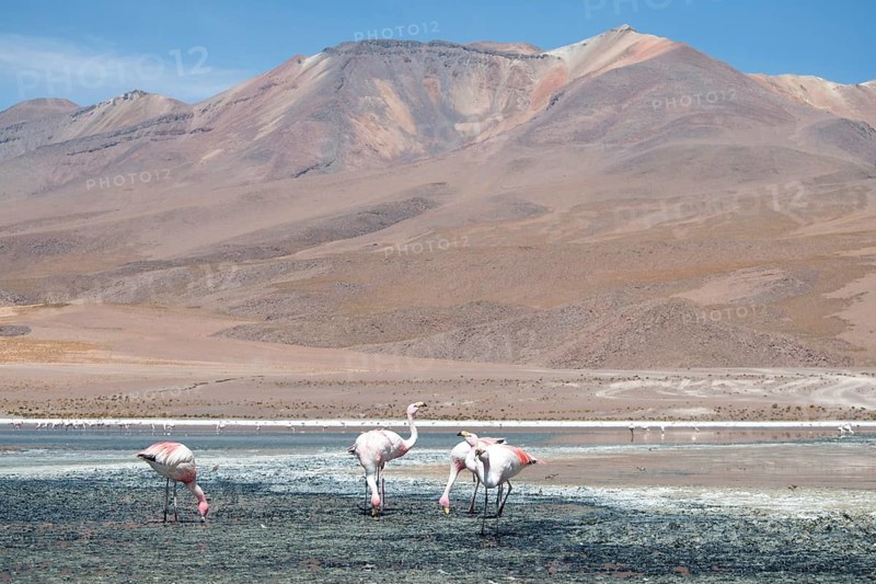 James's Flamingos