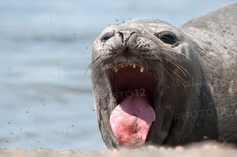 Southern Elephant Seal