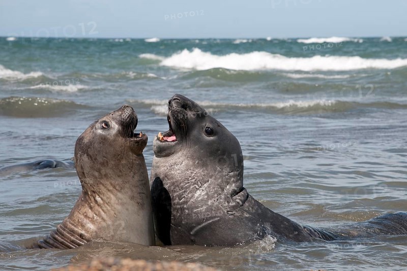 Southern elephant seals