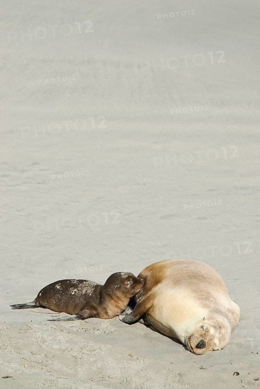 Australian sea lion