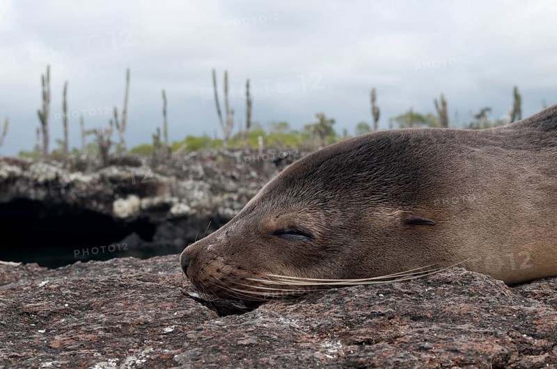 Galapagos Sea Lion