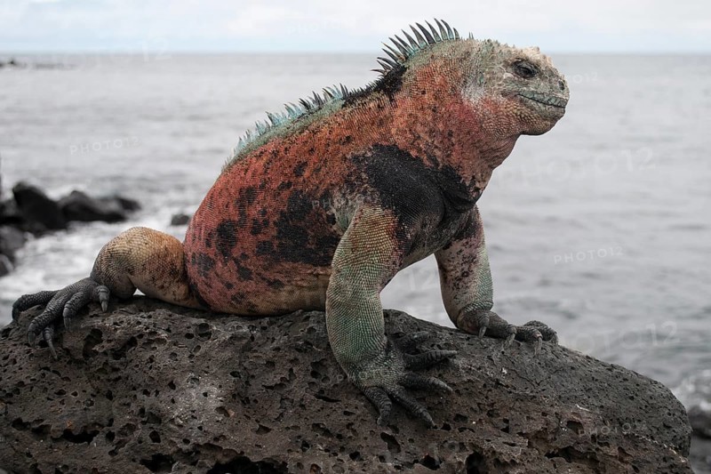 Marine Iguana