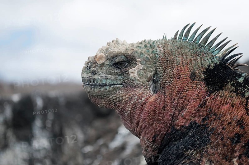 Marine Iguana