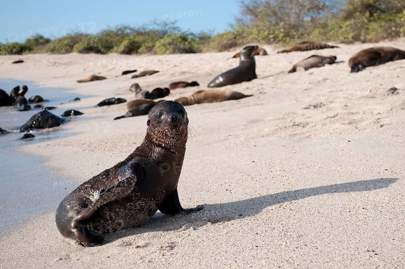 Galapagos Sea Lion