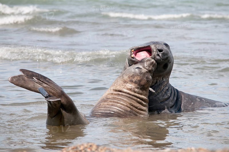 Southern elephant seals