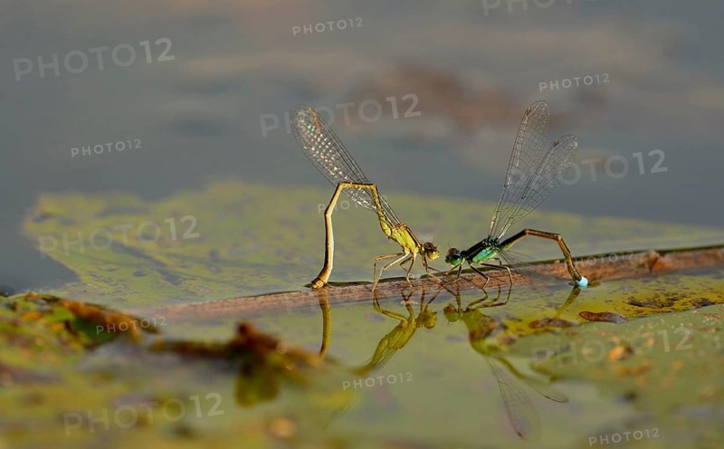 Azure damselfly