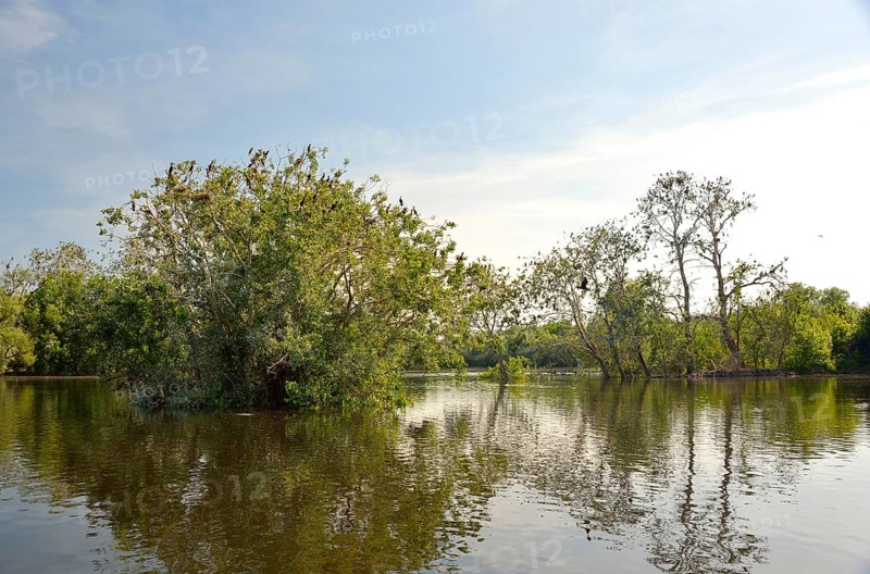 Wetland in the Kopacki Rit nature park