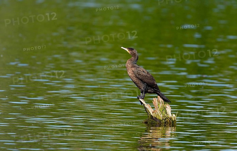 Cormorant