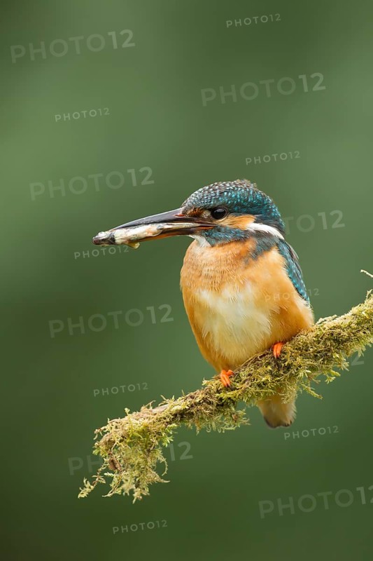 Common Kingfisher