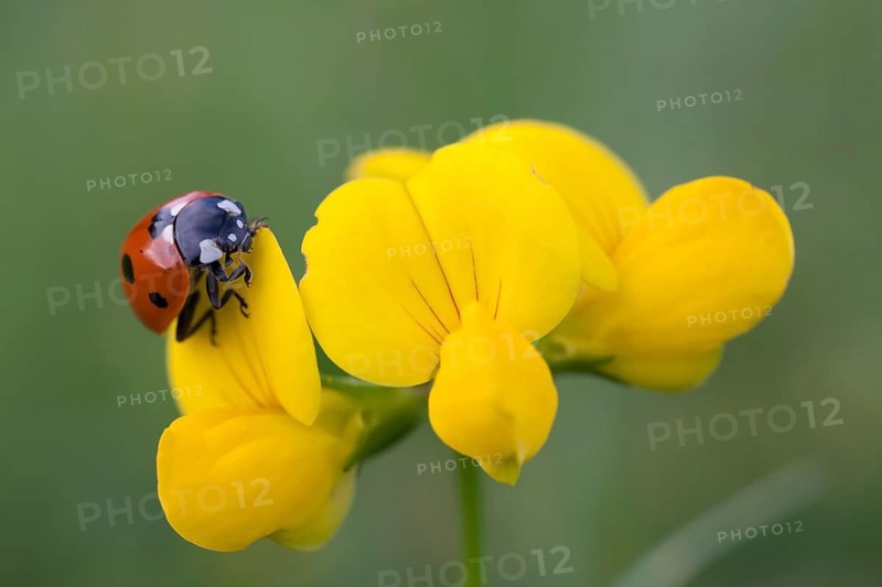 Seven-spot Ladybird