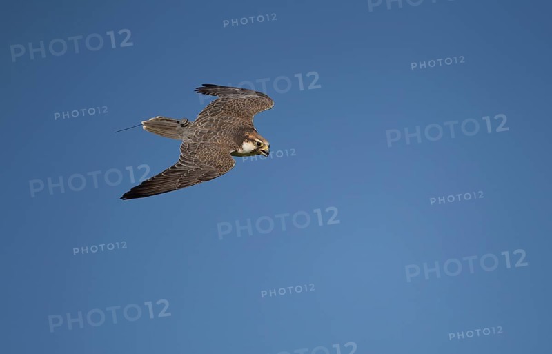 Lanner Falcon