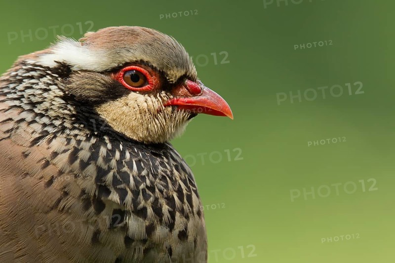 Red-legged Partridge