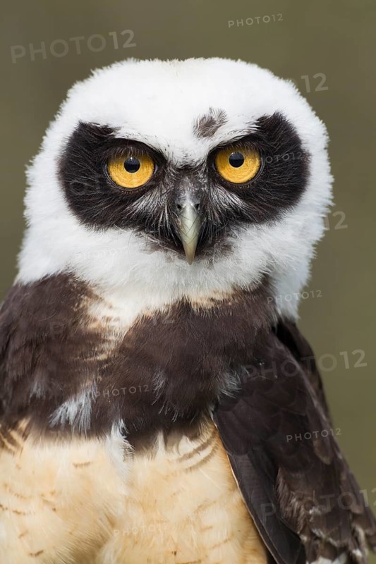 Spectacled Owl