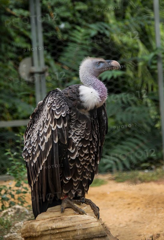 Ruppell's vulture