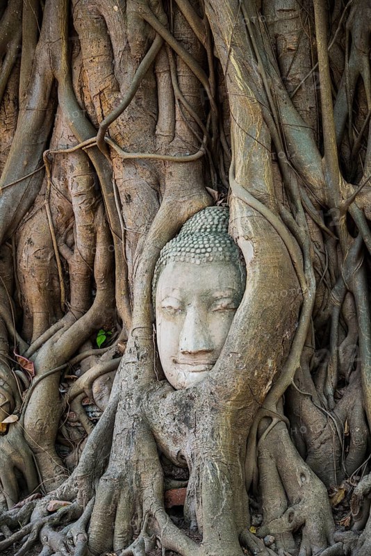 Buddha head statue in bodhi tree